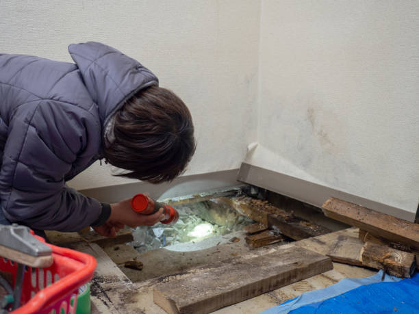 Best Emergency Mold Remediation  in St Joseph, MN