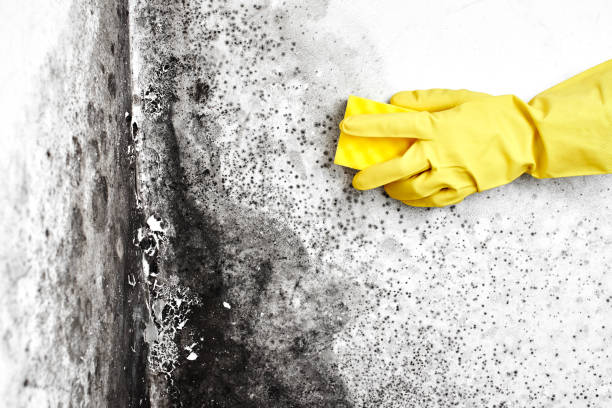 Best Biohazard Mold Removal  in St Joseph, MN